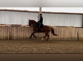 Oldenburger, Hengst, 4 Jaar, 167 cm, Donkere-vos