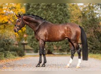 Oldenburger, Hengst, 4 Jaar, 168 cm, Bruin