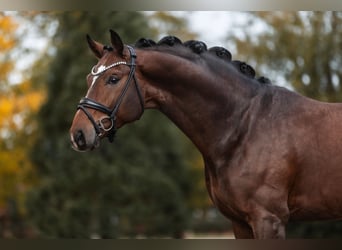 Oldenburger, Hengst, 4 Jaar, 168 cm, Bruin