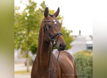 Oldenburger, Hengst, 4 Jaar, 168 cm, Bruin