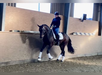 Oldenburger, Hengst, 4 Jaar, 168 cm, Donkerbruin