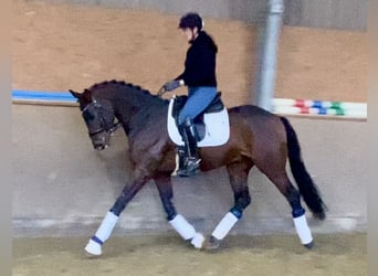 Oldenburger, Hengst, 4 Jaar, 168 cm, Donkerbruin