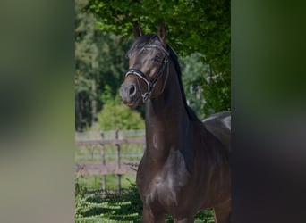 Oldenburger, Hengst, 4 Jaar, 168 cm, Donkerbruin