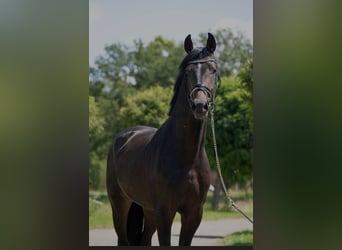 Oldenburger, Hengst, 4 Jaar, 168 cm, Donkerbruin