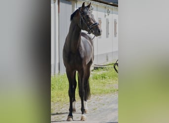 Oldenburger, Hengst, 4 Jaar, 168 cm, Donkerbruin