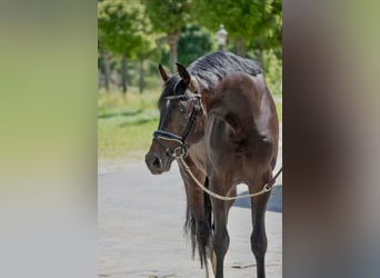 Oldenburger, Hengst, 4 Jaar, 168 cm, Donkerbruin
