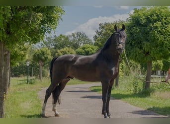 Oldenburger, Hengst, 4 Jaar, 168 cm, Donkerbruin