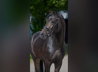 Oldenburger, Hengst, 4 Jaar, 168 cm, Donkerbruin