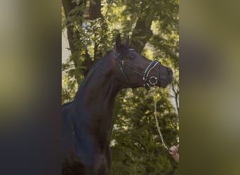 Oldenburger, Hengst, 4 Jaar, 168 cm, Donkerbruin