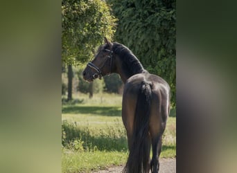 Oldenburger, Hengst, 4 Jaar, 168 cm, Donkerbruin