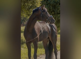 Oldenburger, Hengst, 4 Jaar, 168 cm, Donkerbruin