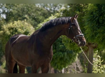 Oldenburger, Hengst, 4 Jaar, 168 cm, Donkerbruin