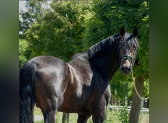 Oldenburger, Hengst, 4 Jaar, 168 cm, Donkerbruin