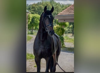 Oldenburger, Hengst, 4 Jaar, 168 cm, Donkerbruin
