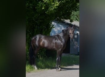 Oldenburger, Hengst, 4 Jaar, 168 cm, Donkerbruin