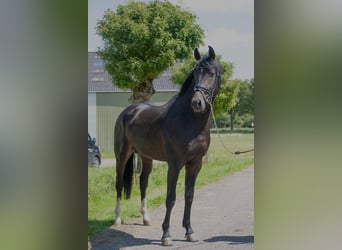 Oldenburger, Hengst, 4 Jaar, 168 cm, Donkerbruin