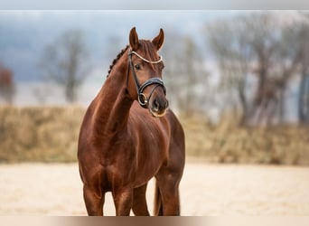Oldenburger, Hengst, 4 Jaar, 168 cm, Donkere-vos