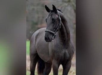 Oldenburger, Hengst, 4 Jaar, 168 cm, Zwart