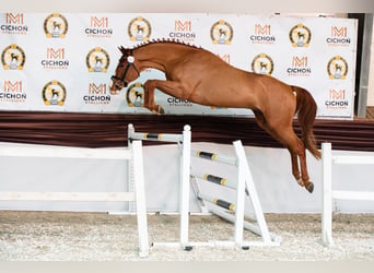 Oldenburger, Hengst, 4 Jaar, 169 cm, Vos