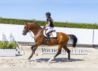 Oldenburger, Hengst, 4 Jaar, 170 cm, Bruin