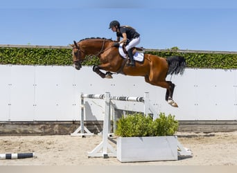 Oldenburger, Hengst, 4 Jaar, 170 cm, Bruin