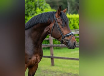 Oldenburger, Hengst, 4 Jaar, 171 cm, Donkerbruin