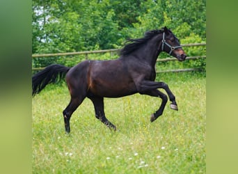 Oldenburger, Hengst, 4 Jahre, 160 cm, Dunkelbrauner
