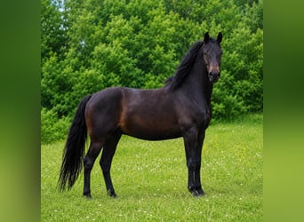 Oldenburger, Hengst, 4 Jahre, 160 cm, Dunkelbrauner
