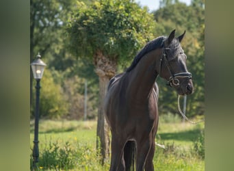 Oldenburger, Hengst, 4 Jahre, 165 cm, Dunkelbrauner