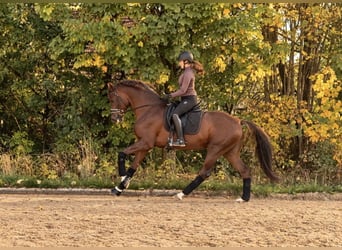 Oldenburger, Hengst, 4 Jahre, 168 cm, Dunkelfuchs