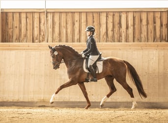 Oldenburger, Hengst, 4 Jahre, 168 cm, Dunkelfuchs