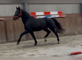 Oldenburger, Hengst, 4 Jahre, 168 cm, Rappe