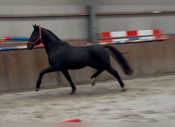 Oldenburger, Hengst, 4 Jahre, 168 cm, Rappe