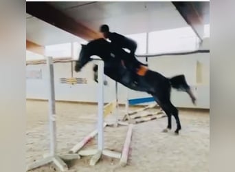 Oldenburger, Hengst, 4 Jahre, 168 cm, Rappschimmel