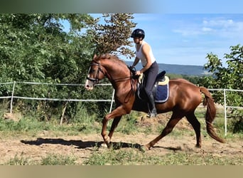 Oldenburger, Hengst, 4 Jahre, 169 cm, Fuchs