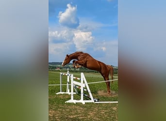 Oldenburger, Hengst, 4 Jahre, 169 cm, Fuchs