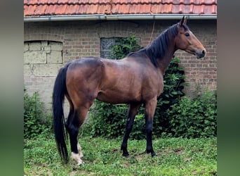Oldenburger, Hengst, 4 Jahre, 170 cm, Brauner