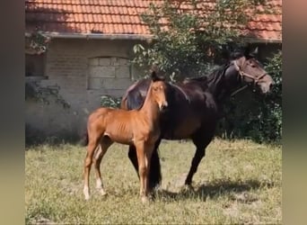 Oldenburger, Hengst, 4 Jahre, 170 cm, Brauner