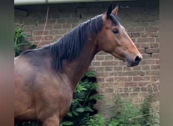 Oldenburger, Hengst, 4 Jahre, 170 cm, Brauner