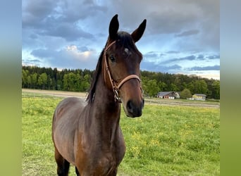 Oldenburger, Hengst, 4 Jahre, 170 cm, Brauner