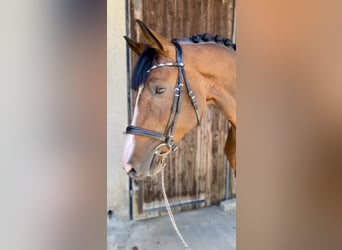 Oldenburger, Hengst, 4 Jahre, 170 cm, Brauner