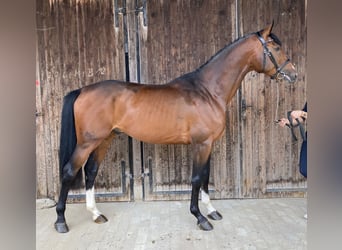 Oldenburger, Hengst, 4 Jahre, 170 cm, Brauner