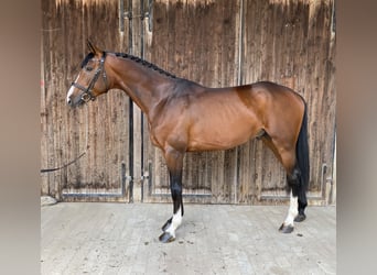 Oldenburger, Hengst, 4 Jahre, 170 cm, Brauner