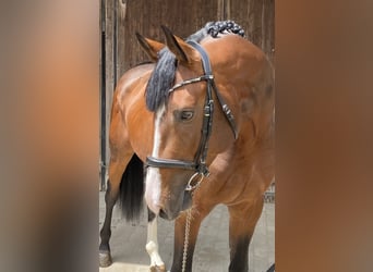Oldenburger, Hengst, 4 Jahre, 170 cm, Brauner