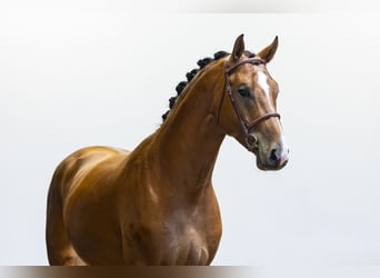 Oldenburger, Hengst, 4 Jahre, 170 cm, Brauner