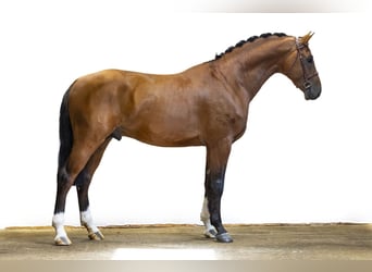 Oldenburger, Hengst, 4 Jahre, 170 cm, Brauner