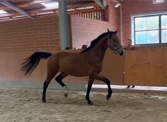 Oldenburger, Hengst, 4 Jahre