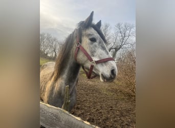 Oldenburger, Hengst, 4 Jahre, Schimmel