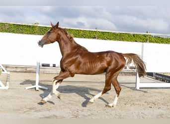 Oldenburger, Hengst, 5 Jaar, 160 cm, Vos
