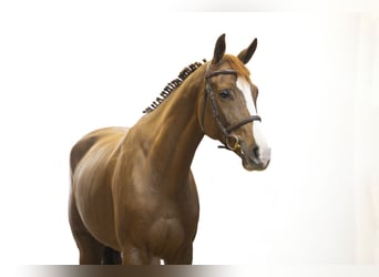 Oldenburger, Hengst, 5 Jaar, 163 cm, Vos